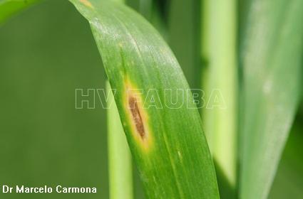 Helminthosporium oryzae en arroz. Papilom după azot
