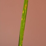 Mancha amarilla de la hoja del trigo, causada porDrechslera tritici-repentis