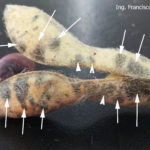 08 Las flechas indican las manchas en vainas que corresponden a C. kikuchii. Autor: Ing. Francisco Sautua