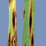 Bipolaris sorokiniana; Mancha borrosa o marrón del trigo y cebada