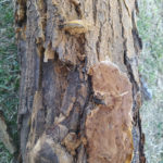 09 Síntomas de pudrición de madera causados por una carie sobre Melia azedarach, Pozo del Molle, Córdoba. Autor: Daiana Demarchi