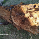 10 Síntomas de pudrición de madera causados por una carie sobre Melia azedarach, Pozo del Molle, Córdoba. Autor: Daiana Demarchi