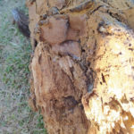 11 Síntomas de pudrición de madera causados por una carie sobre Melia azedarach, Pozo del Molle, Córdoba. Autor: Daiana Demarchi
