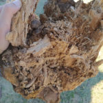 12 Síntomas de pudrición de madera causados por una carie sobre Melia azedarach, Pozo del Molle, Córdoba. Autor: Daiana Demarchi