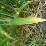 Barley yellow dwarf virus BYDV; Enanismo amarillo de los cereales