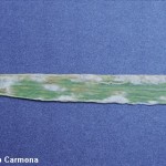 Blumeria graminis f. sp. tritici (Syn. Erisiphe graminisf. sp. tritici); Oídio del trigo