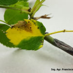 19 Mancha Negra del Rosal causada por Diplocarpon rosae