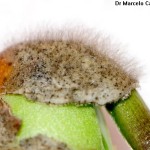 Cercospora sojina (Hara); Mancha ojo de rana de la soja