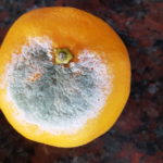 01 Moho verde (Penicillium spp) en naranja. Autor: Ing. Francisco Sautua