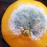 02 Moho verde (Penicillium spp) en naranja. Autor: Ing. Francisco Sautua