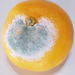 04 Moho verde (Penicillium spp) en naranja. Autor: Ing. Francisco Sautua