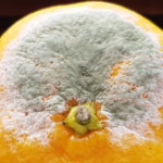 05 Moho verde (Penicillium spp) en naranja. Autor: Ing. Francisco Sautua