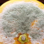 06 Moho verde (Penicillium spp) en naranja. Autor: Ing. Francisco Sautua