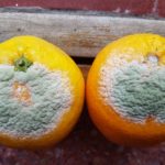 07 Moho verde (Penicillium spp) en naranja. Autor: Ing. Francisco Sautua