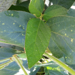 Peronospora manshurica (Naoumoff) Sydow; Mildiu de la soja