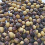 Cercospora kikuchii (T. Matsu & Tomoyasu) Gardner; Tizón morado de la hoja y mancha púrpura de la semilla de la soja