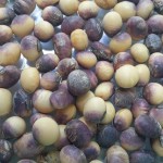 Cercospora kikuchii (T. Matsu & Tomoyasu) Gardner; Tizón morado de la hoja y mancha púrpura de la semilla de la soja