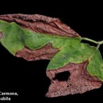 Phyllosticta sojicola  C. Massal.; Mancha foliar en soja por Phyllosticta