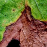 Phyllosticta sojicola  C. Massal.; Mancha foliar en soja por Phyllosticta