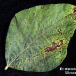 Pseudomonas savastanoi pv. glycinea (Coerper) Gardan; Tizón bacteriano de la soja