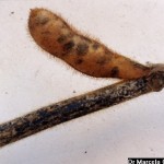 Phomopsis sojae (teleomorfo Diaporthe phaseolorum var. sojae); Tizón de la vaina y el tallo y podredumbre de semillas de la soja