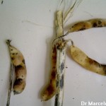 Síntomas de la Antracnosis de la soja, causada por Colletotrichum spp  (teleomorfo Glomerella spp).