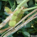 Sclerotinia sclerotiorum (Lib.) De Bary; Podredumbre húmeda del tallo de la soja