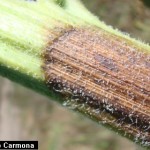 Phoma macdonaldii Boerema, Phoma oleracea var. helianthi-tuberosi. Sacc., causantes de la mancha negra del tallo (MNT)