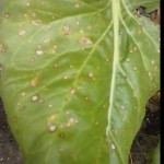 01 Viruela de la Acelga, causada por Cercospora beticola
