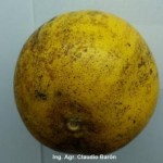 Síntoma en fruto de naranja