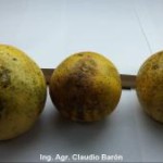 Síntoma en fruto de naranja