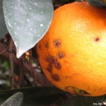 Síntomas de cancrosis de los cítricos en fruto