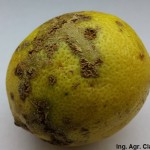 Síntomas de cancrosis de los cítricos en fruto