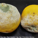 Síntomas de Penicillium digitatum en limón