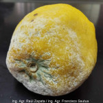 Síntomas de Penicillium digitatum en limón