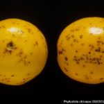 Síntomas de la mancha negra en naranja (Citrus sinensis cv. Valencia. Autor: EPPO