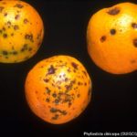 Síntomas de la mancha negra en naranja (Citrus sinensis cv. Washington Navel. Autor: EPPO