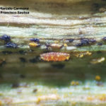 88 Mycodiplosis spp alimentándose de uredinosporas de Pst en hojas de trigo (Insect mycophagy). Fontezuela, Bs. As., 2017/2018, variedad DM Algarrobo.