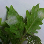 Síntomas de oídio del tomate en hojas