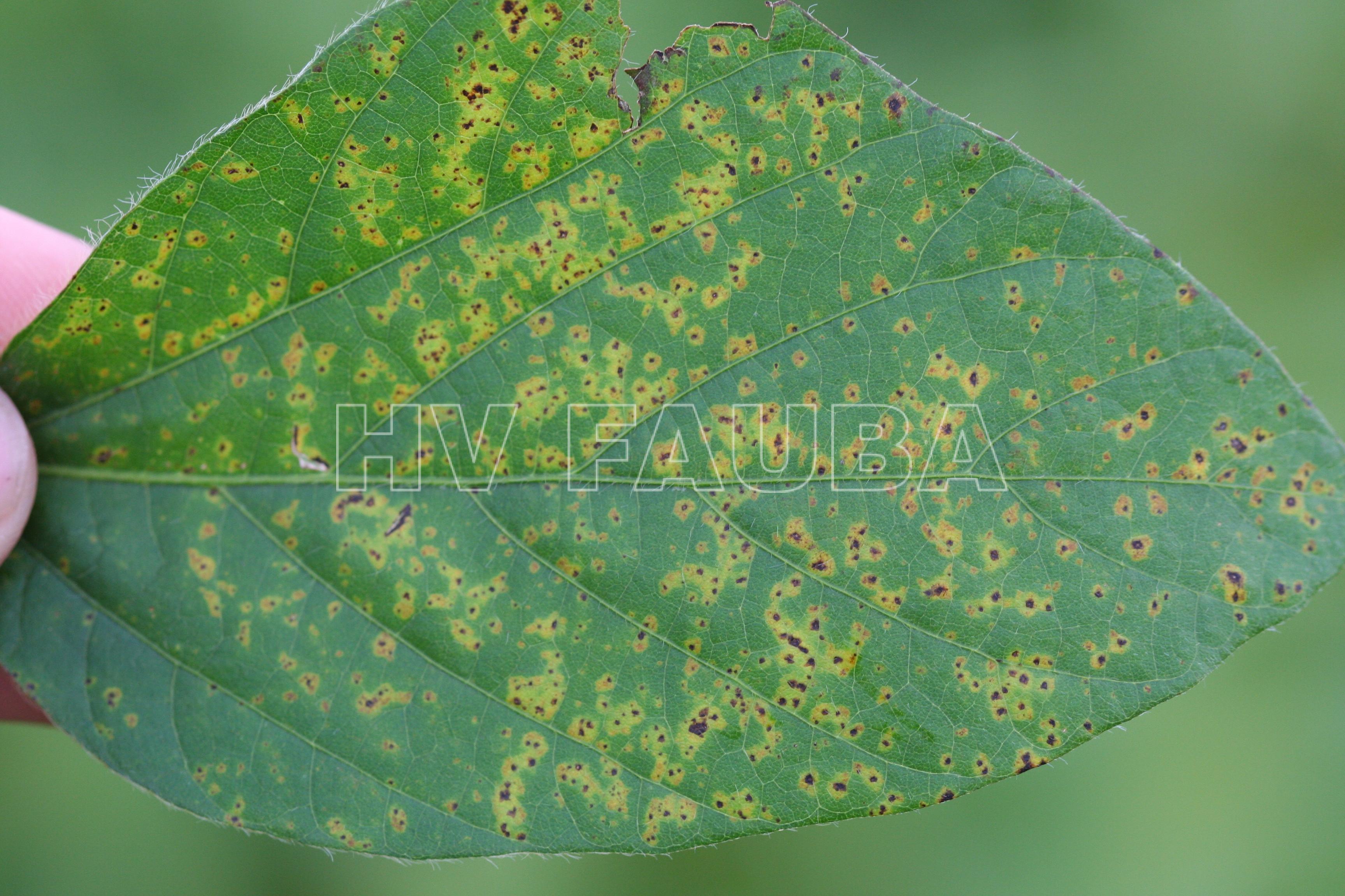 Síntomas de la pustula bacteriana de la soja causada por  Xanthomonas axonopodis pv. glycines. Autor: Daren Mueller, Iowa State University