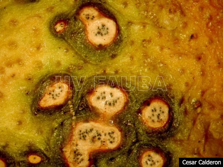 Picnidios de Phyllosticta citricarpa en el centro de las manchas. Autor: Cesar Calderon Pathology Collection, USDA APHIS PPQ, Bugwood.org