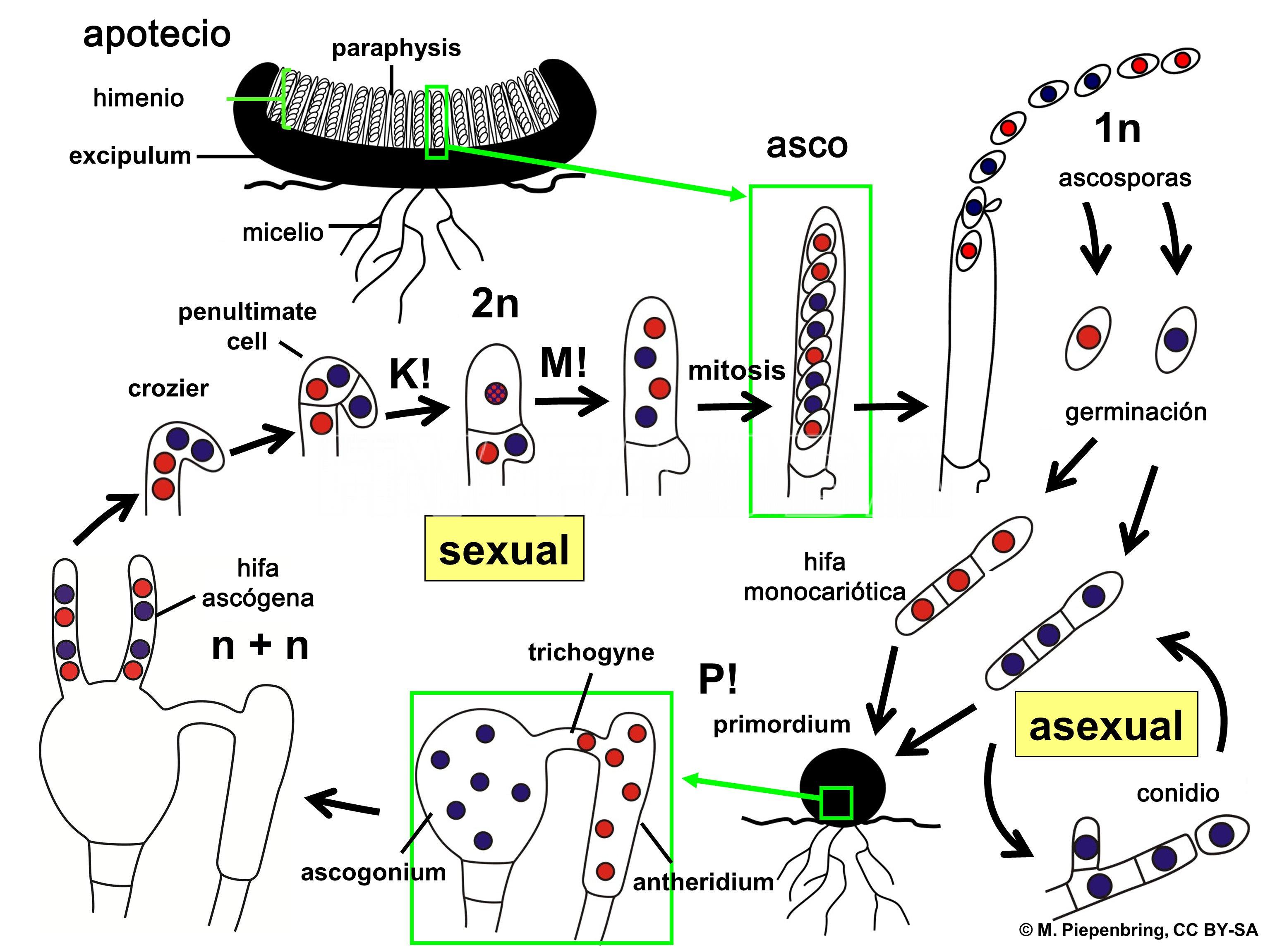 Representación esquemática del ciclo de vida de Sclerotinia sclerotiorum. P! = plasmogamia; K! = cariogamia; M! = meiosis; 2n = células diploides; 1n = células haploides; n + n = células dicarióticas. Autor: M. Piepenbring