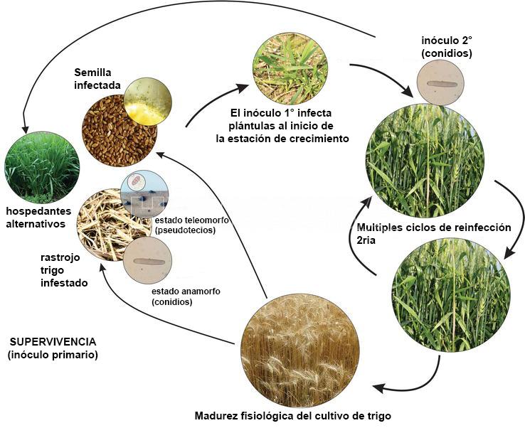 Ciclo de la mancha amarilla del trigo, causada por Pyrenophora tritici-repentisAutor: Roman Ramos et al., 2023