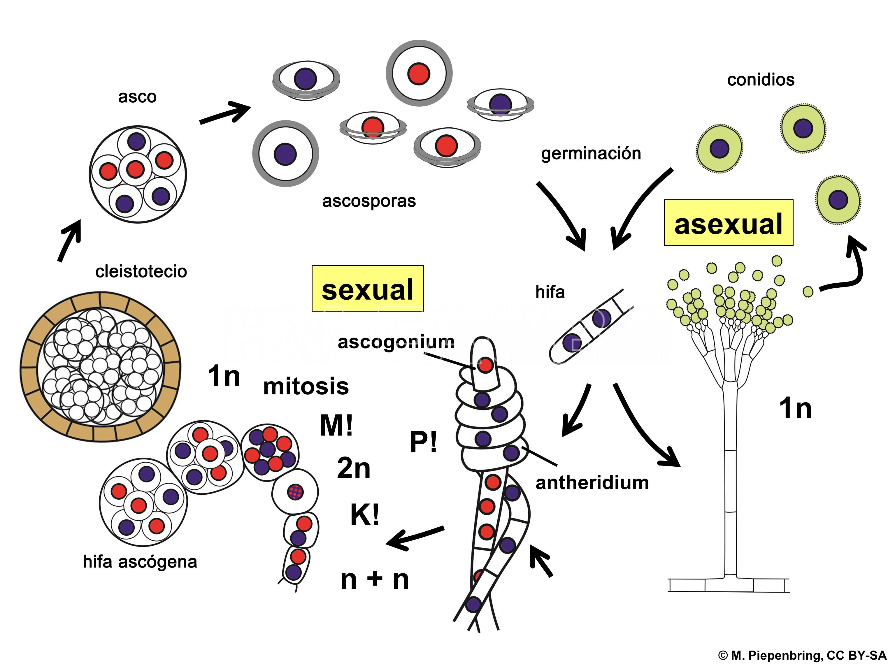 Representación esquemática del ciclo de vida de Penicillium  spp. P! = plasmogamia; K! = cariogamia; M! = meiosis; 2n = células diploides; 1n = células haploides; n + n = células dicarióticas.