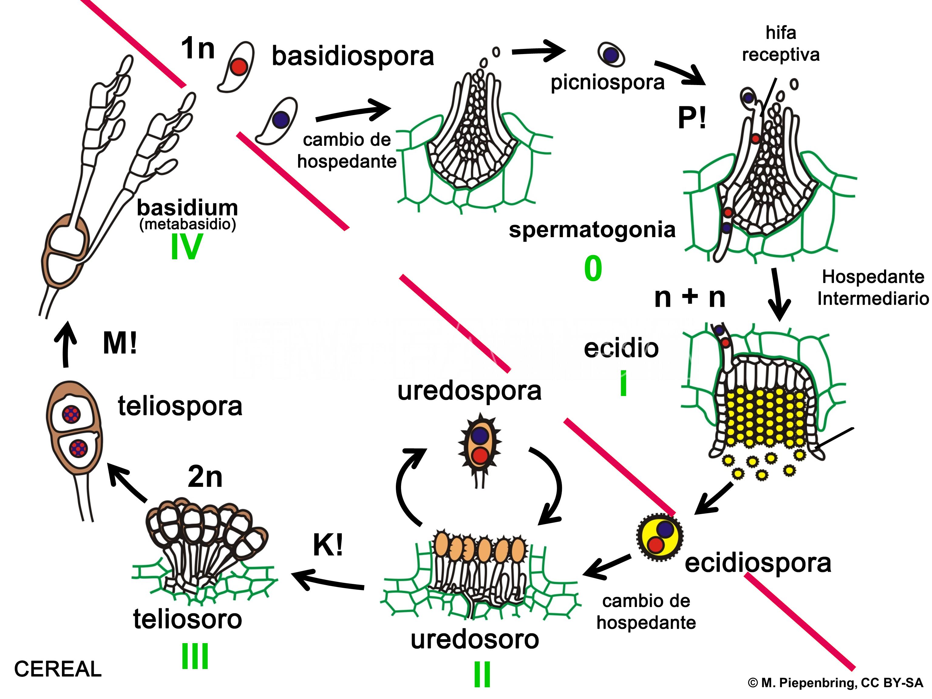 Representación esquemática del ciclo de una roya de cereal heteroica macrocíclica, como por ejemplo Puccinia striiformis f. sp. tritici.  P! = plasmogamia; K! = cariogamia; M! = meiosis; 2n = células diploides; 1n = células haploides; n + n = células dicarióticas.