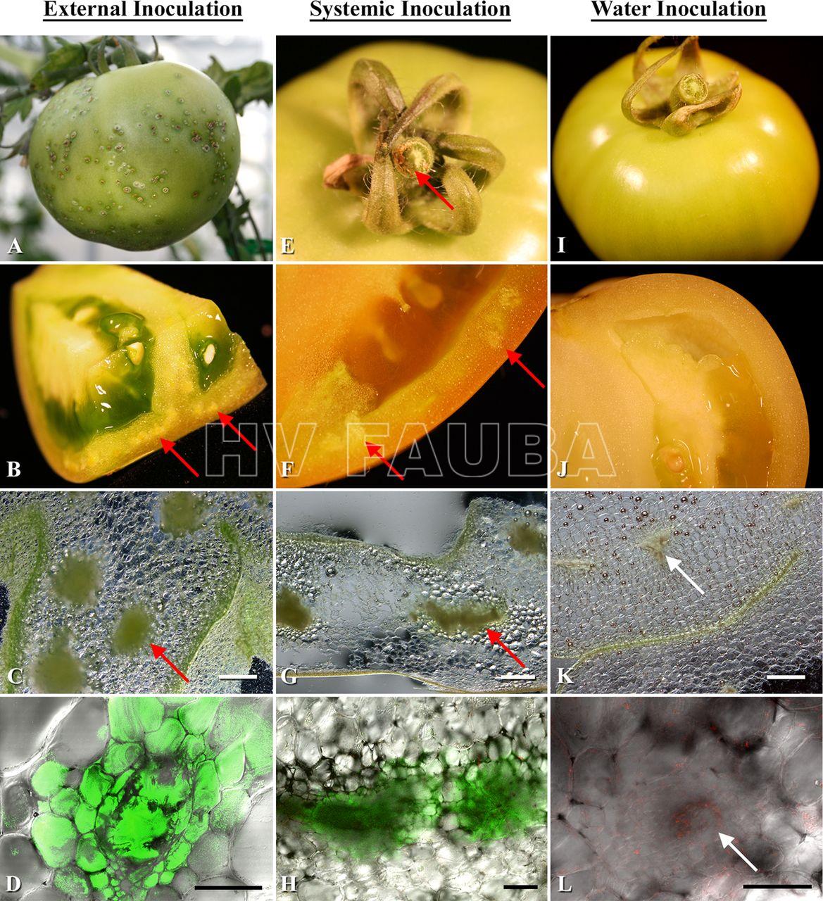 1112/5000
Colonización de frutos de tomate por C. michiganensis subsp. michiganensis con diferentes métodos de inoculación. (A a D) Inoculación externa. (A) Lesiones en el exocarpio del tomate; (B y C) fuerte colonización bacteriana de haces vasculares de pericarpio; (D) imagen confocal del haz vascular mencionado en B y C. (E a H) Inoculación sistémica. (E) Fruto con haces vasculares de pedicelo descoloridos; (F y G) colonización bacteriana intensa de haces vasculares de pericarpio; (H) haces vasculares colonizados por C. michiganensis subsp. michiganensis; (I a L) Inoculación con agua. (I) Control negativo sin lesiones en el fruto o decoloración de haces  vasculares del pedicelo; (J a L) Control negativo de los haces vasculares del pericarpio. Las flechas rojas indican una fuerte colonización vascular por C. michiganensis subsp. michiganensis. Las flechas blancas indican haces vasculares no colonizados. Barras de escala: 1 mm en los paneles C, G y K; 200 μm en los paneles D y H; 100 μm en panel L.
Autor: Tancos et al., 2013.