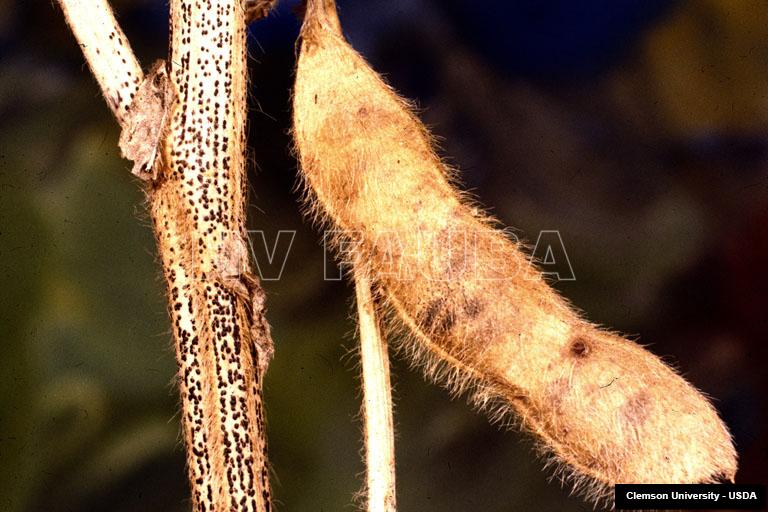 Picnidios en tallo y vaina de soja infectados con Phomopsis. Autor: Clemson University - USDA Cooperative Extension Slide Series , Bugwood.org