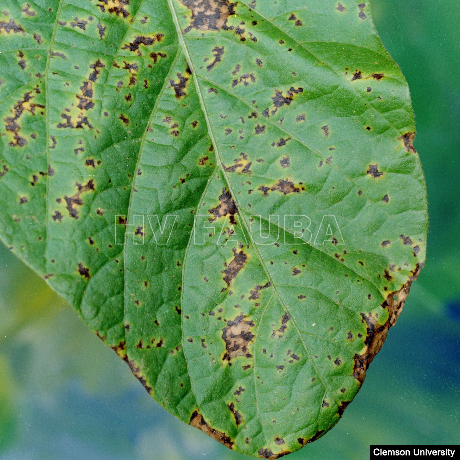 Tizón bacteriano de la soja causado por Pseudomonas savastanoi pv. glycinea. Fuente: Clemson University.