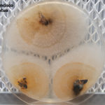 Colonias de Colletotrichum spp. creciendo en PDA a partir de hoja de pomelo infectadas asintomáticamente.