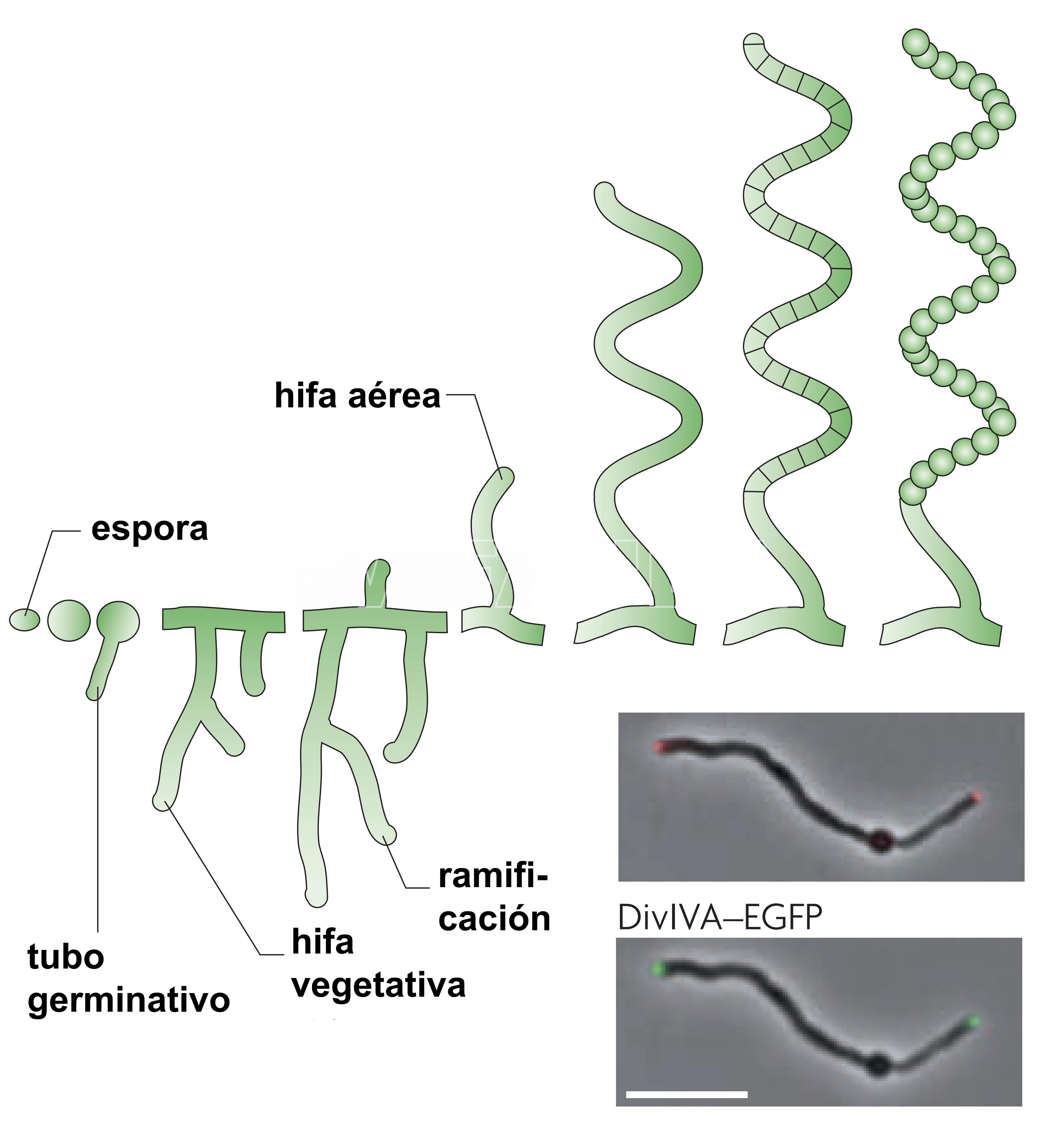 Ciclo de vida de desarrollo de Streptomyces coelicolor. La barra de escala representa 6 µm. Autores: Flärdh y Buttner, 2009.